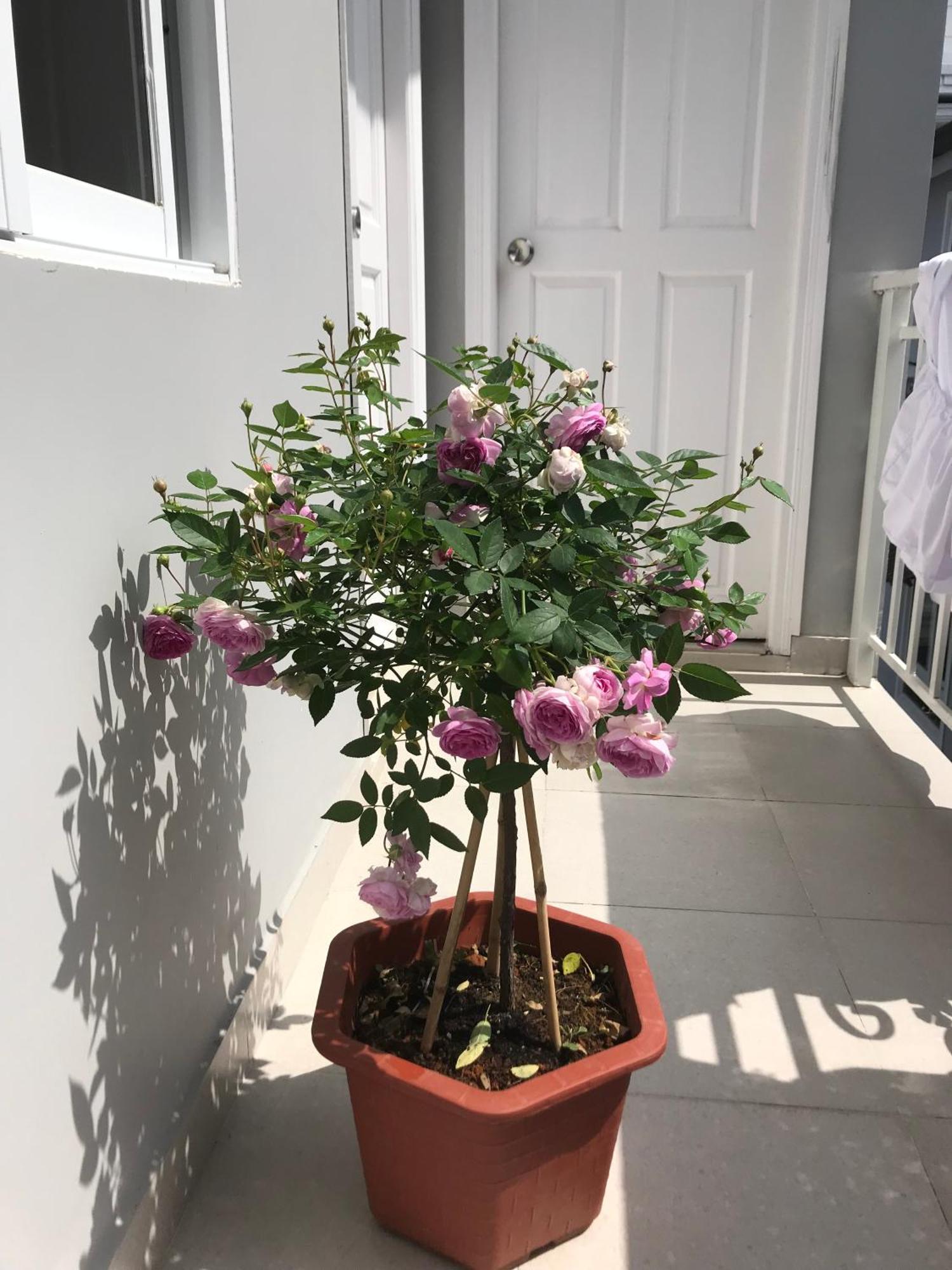 Phuong Hong Guesthouse دالات المظهر الخارجي الصورة